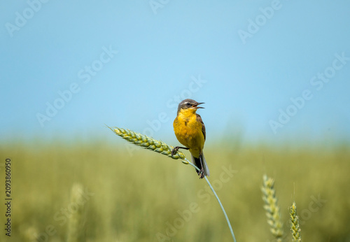 Male Citrine Wagtail bird sitting on a field with ears of corn on a sunny sum...