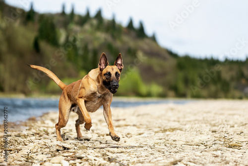 Fotografía Active Belgian Malinois dog running along the rocky bank of a mountain river in