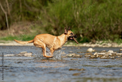 Fotografie Active Belgian Malinois dog running along the rocky bank of a mountain river in