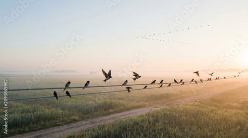 Flock of swallows perched on power lines during sunrise in a foggy field  