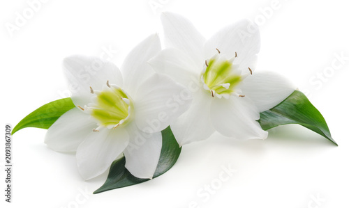 Two white eucharis amaryllis flowers isolated on white background