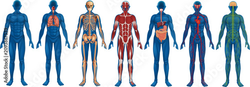 Tableau sur toile Seven stages of male human anatomy: external body, respiratory, skeletal, muscular, digestive, circulatory and nervous systems
