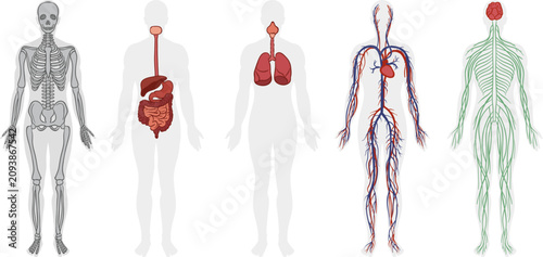 Five human body systems: skeletal, digestive, respiratory, circulatory with heart, and nervous system. Educational medical anatomy illustrations on white background.