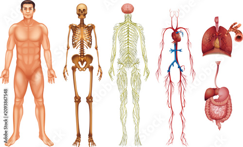 Human anatomy vector illustrations set showing skeleton, muscular system, nervous system, and internal organs for education.