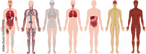 Human anatomy systems collection with organs, skeleton, muscles, nerves and circulation isolated on white background.