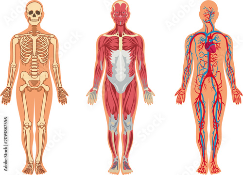 Human anatomy comparison with skeletal, muscular and circulatory systems isolated on white vector illustration.