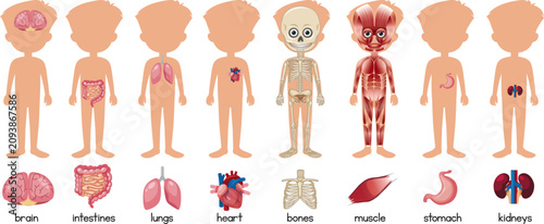 Cartoon educational child anatomy set showing brain, intestines, lungs, heart, skeleton, muscles, stomach and kidneys with separate organ illustrations and labels.