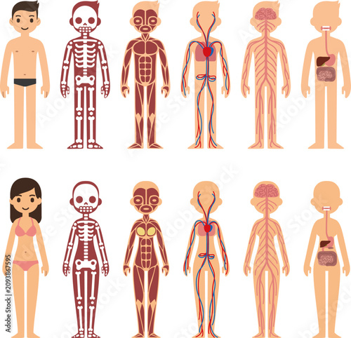 Human anatomy vector illustration set. Male, female body structure, skeleton, muscular, circulatory systems.