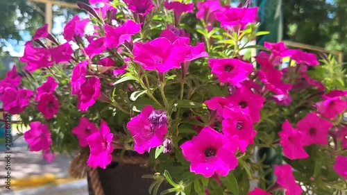 flowers in the garden