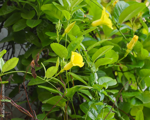 A beautiful close-up photograph of a vibrant yellow Allamanda cathartica flower, also known as golden trumpet, blooming amidst lush green leaves.