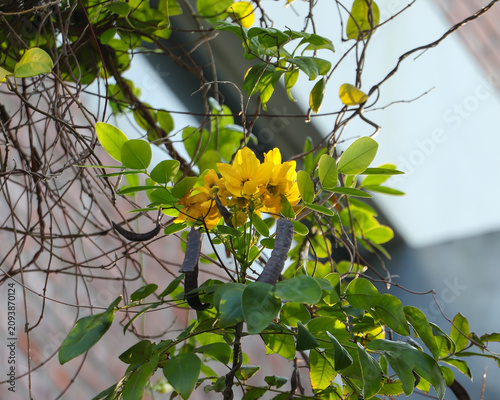Beautiful cluster of yellow Scrambled Egg Bush blossoms and dark seed pods growing under natural sunlight, ideal for botanical concepts.