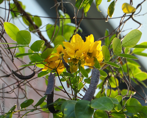 A stunning close-up shot of bright yellow Senna Surattensis flowers blooming beautifully among lush green leaves and brown vine branches.