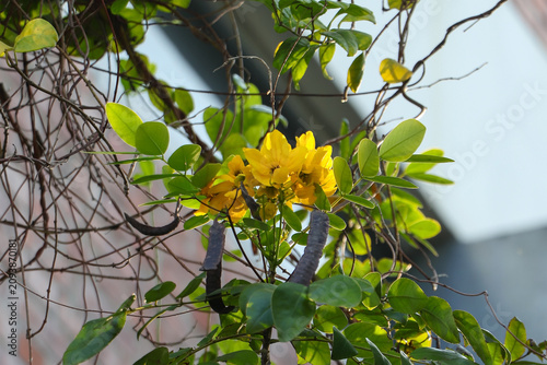 A stunning close-up shot of bright yellow Senna Surattensis flowers blooming beautifully among lush green leaves and brown vine branches.