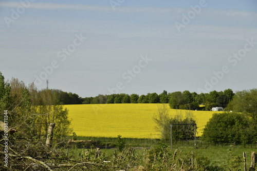 Konstfotografi Champ de colza au printemps à Écaussinnes d'Enghien (Soignies)