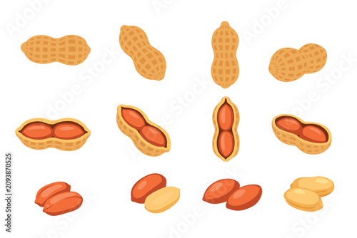 Billede på lærred variety of peanuts Raw shelled peanuts of different shapes stand vertically isolated on white background