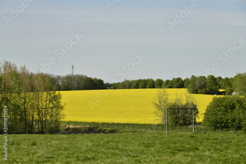 Champ de colza au printemps à Écaussinnes d'Enghien (Soignies)