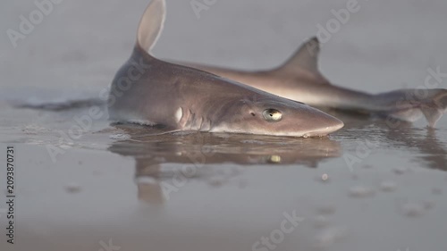 Small shark in shallow beach water