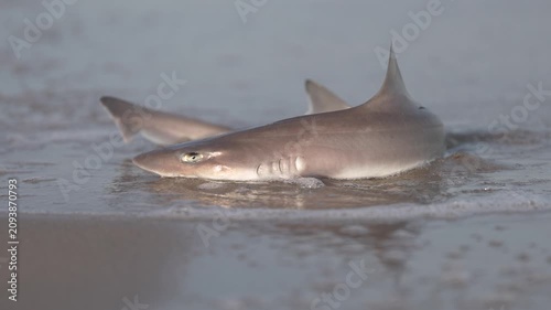 Small shark in shallow surf on sandy beach