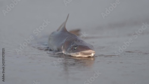 Small shark swimming in shallow coastal water