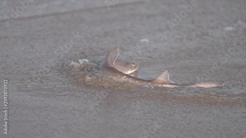 Small shark swimming in shallow surf