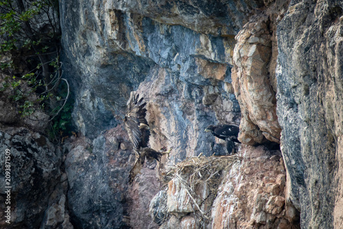 golden eagle bringing prey to cliff nest