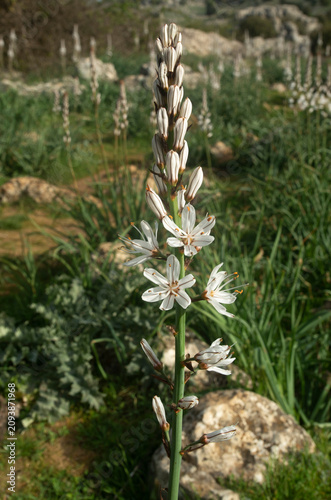 White asphodel flower blooming in the karst rocky landscape of El Torcal de Antequera, Spain
