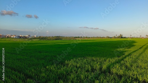 Vast green rice paddy field landscape with distant buildings