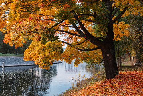 Autumn maple tree by calm river