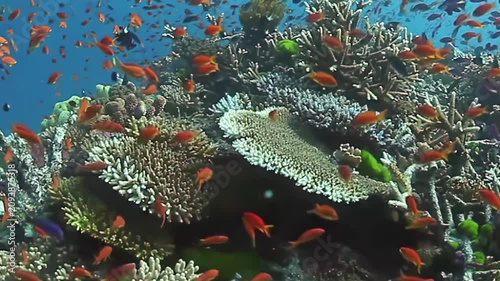 Discover the stunning underwater world of Fiji Islands, filled with vibrant coral reefs and a kaleidoscope of tropical fish dancing among the waves. Nature's beauty unfolds beneath the surface.