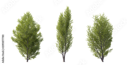 Tableau sur toile Poplar Tree Set with Three Green Populus Tomentosa Trees on Transparent Backgrou