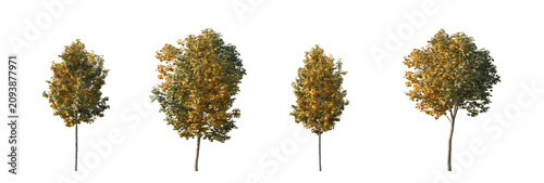 Foto Autumn Maple Tree Set with Four Yellow Orange Trees, Fall Maple Tree Set with Fo