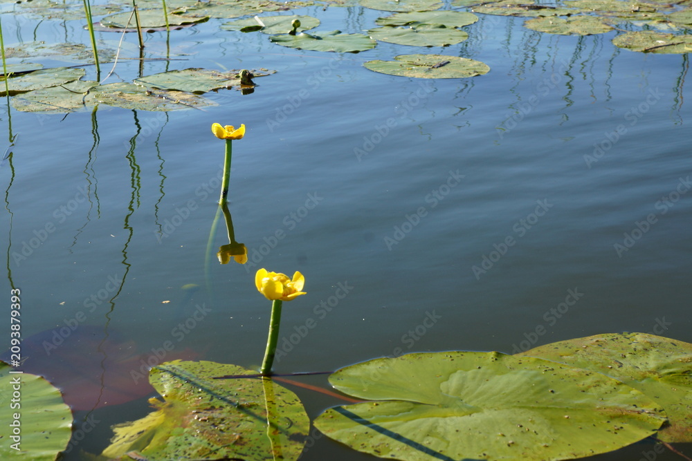 Fotografie yellow water lily