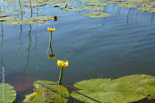 Cuadro en lienzo yellow water lily