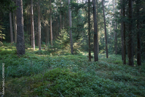 Sunlight filtering through tall pine trees onto a lush forest floor covered in green undergrowth