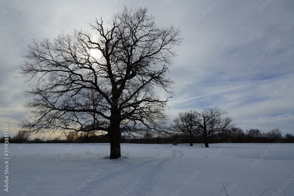 Fototapeta premium tree in the snow