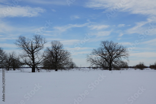trees in the snow