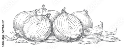 Fotografija Onion vegetable assortment with rings, peels, and bulb shapes in hand drawn sketch
