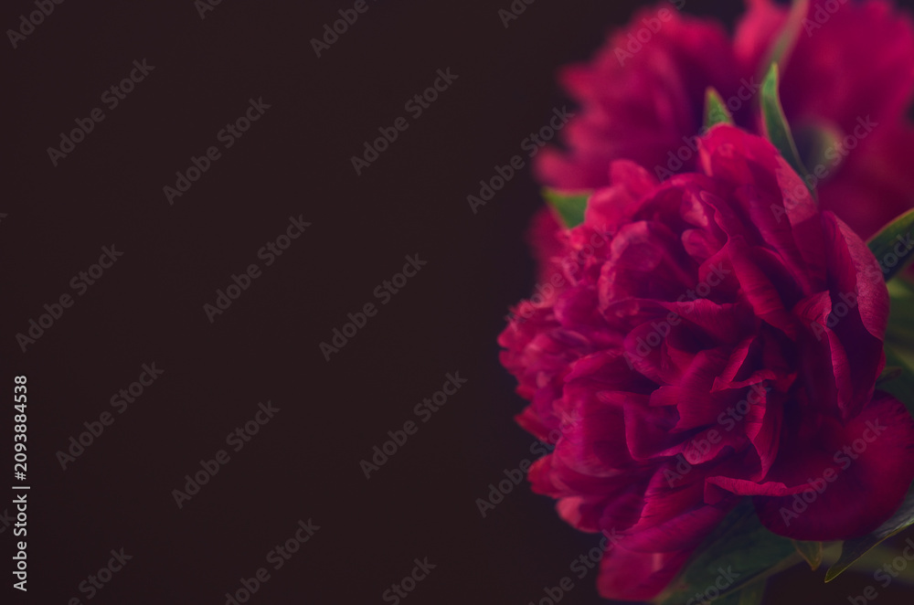 Obraz premium Close-up of a beautiful blurred purple bright peony flower on a black color background . Large buds of spring festive flowers have rich textured petals . 