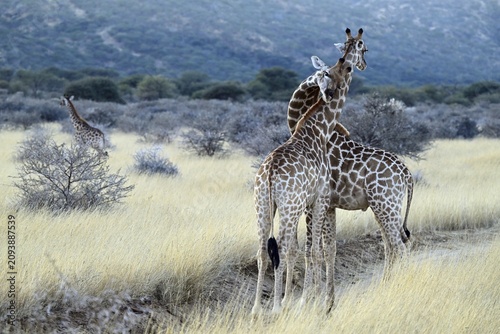 Two young giraffes (Giraffa camelopardalis giraffa) playing in the early morning light, Namibia