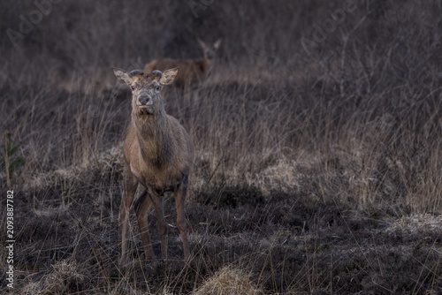 A few weeks ago, this red deer (Cervus elaphus) shed its antlers, the two semicircular dents on the head indicate the growth of the new antlers, shedding time, antlers, Denmark