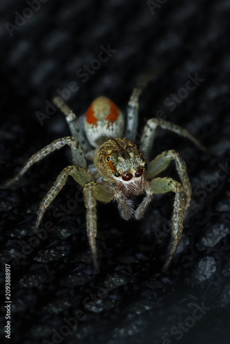 Konstfotografi Jumping spider