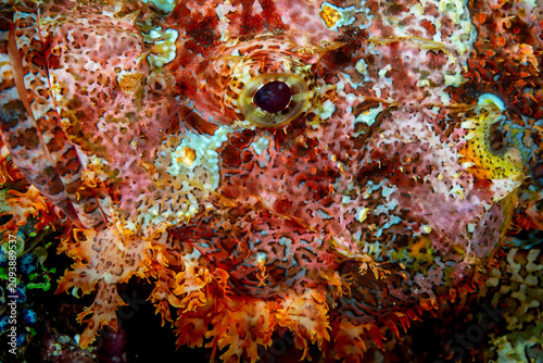 Bild auf Leinwand A close-up of a scorpionfish (Scorpaenidae) with its camouflage skin