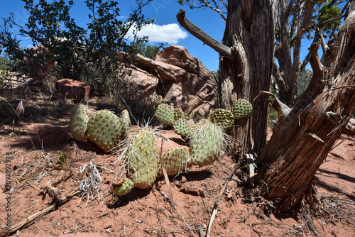 Cactus in the desert