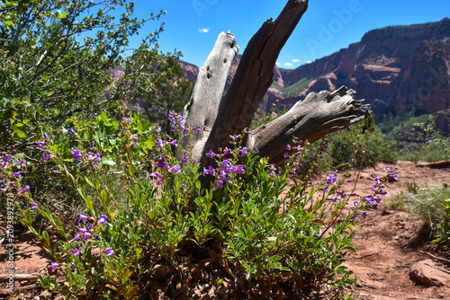 flowers in the desert