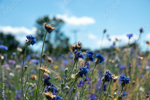 flowers in the field
