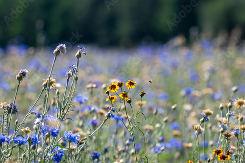 wild flowers in the field