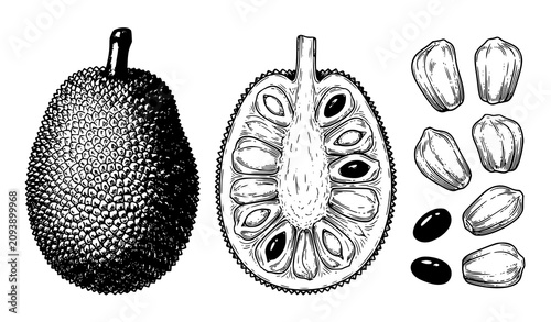 Hand Drawn Ripe Jackfruit and Half Jackfruit Color Sketch Vector Illustration Isolated Tropical Fruit Collection