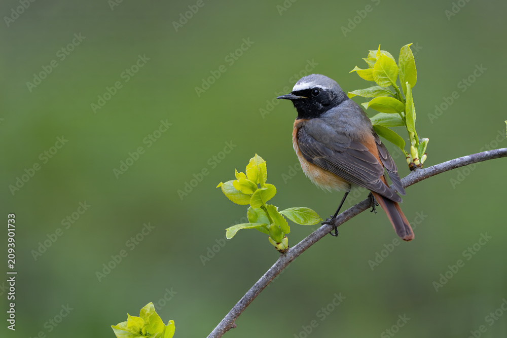 Obraz premium Common Redstart on Fresh Spring Leaves