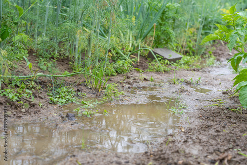 Close-up of a vegetable garden after rainfall, showing muddy soil with water puddles reflecting surrounding greenery.