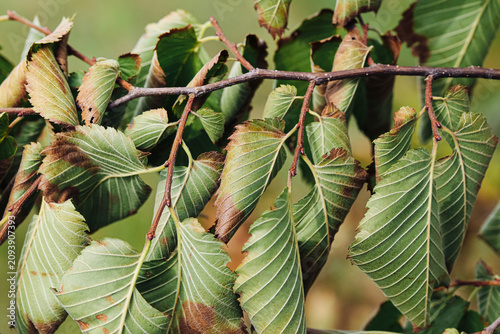Green leaves show dry brown edges. Damaged foliage creates seasonal background. Summer drought affects tree growth. Natural texture reveals environmental stress. Close view supports botanical themes.